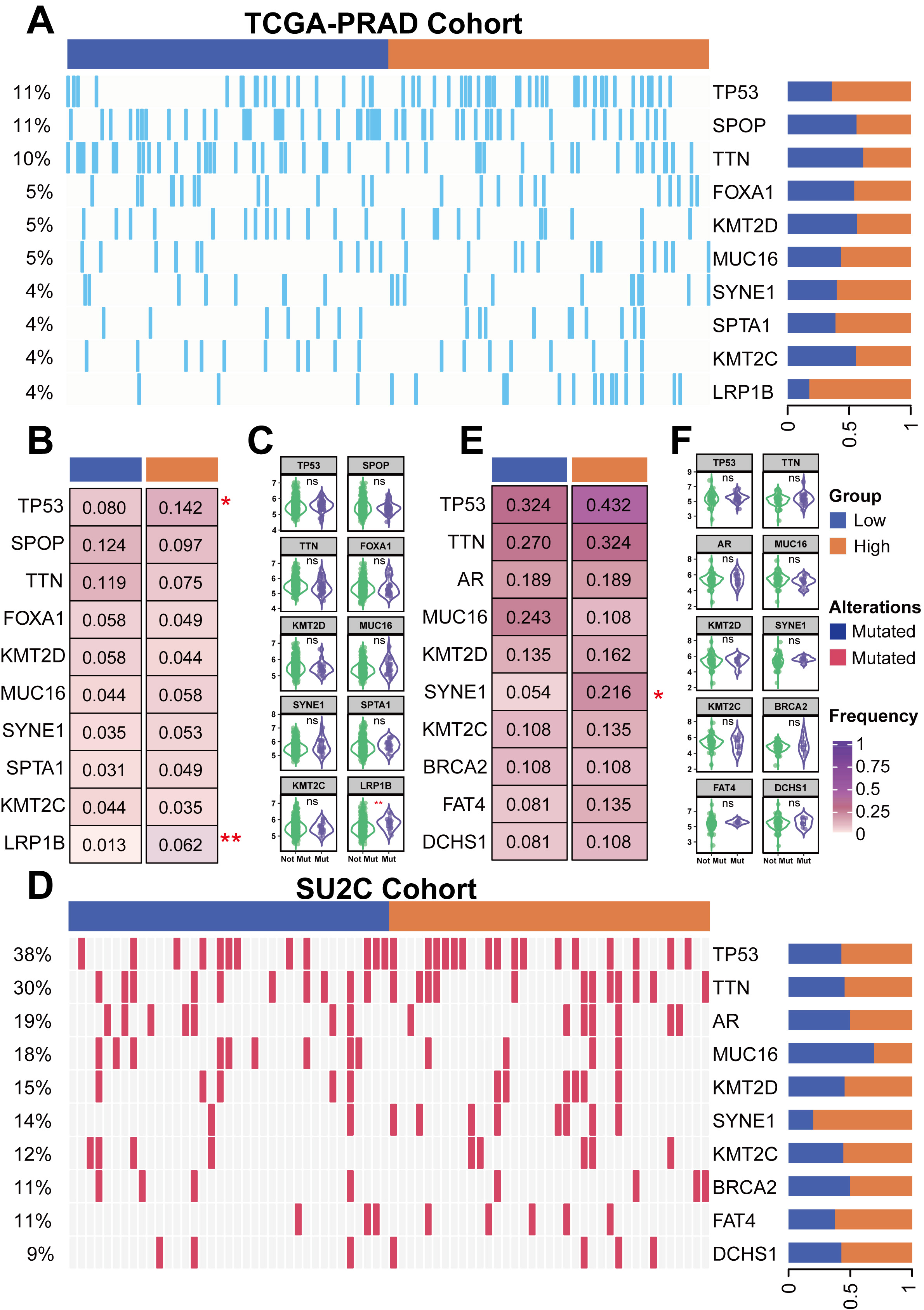 Mutational landscape and association with ALYREF
expression in prostate cancer. (A) Oncoplot displaying the mutation frequency of
the top 10 most frequently mutated genes in the TCGA-PRAD cohort. (B) Boxplot
comparing mutation frequencies of selected genes between high and low
ALYREF expression groups in the TCGA-PRAD cohort, with statistical
significance denoted by asterisks (*p < 0.05,
**p < 0.01). (C) Boxplot illustrating ALYREF
expression levels stratified by mutation status (mutated vs. non-mutated) for key genes in the TCGA-PRAD cohort. (D) Oncoplot showing the
mutation frequency of the top 10 most frequently mutated genes in the SU2C
cohort. (E) Boxplot comparing mutation frequencies of selected genes between high
and low ALYREF expression groups in the SU2C cohort, with significant
differences marked. (F) Boxplot depicting ALYREF expression levels
stratified by mutation status for key genes in the SU2C cohort. TCGA-PRAD: The
Cancer Genome Atlas Prostate Adenocarcinoma; SU2C: Stand Up To Cancer.