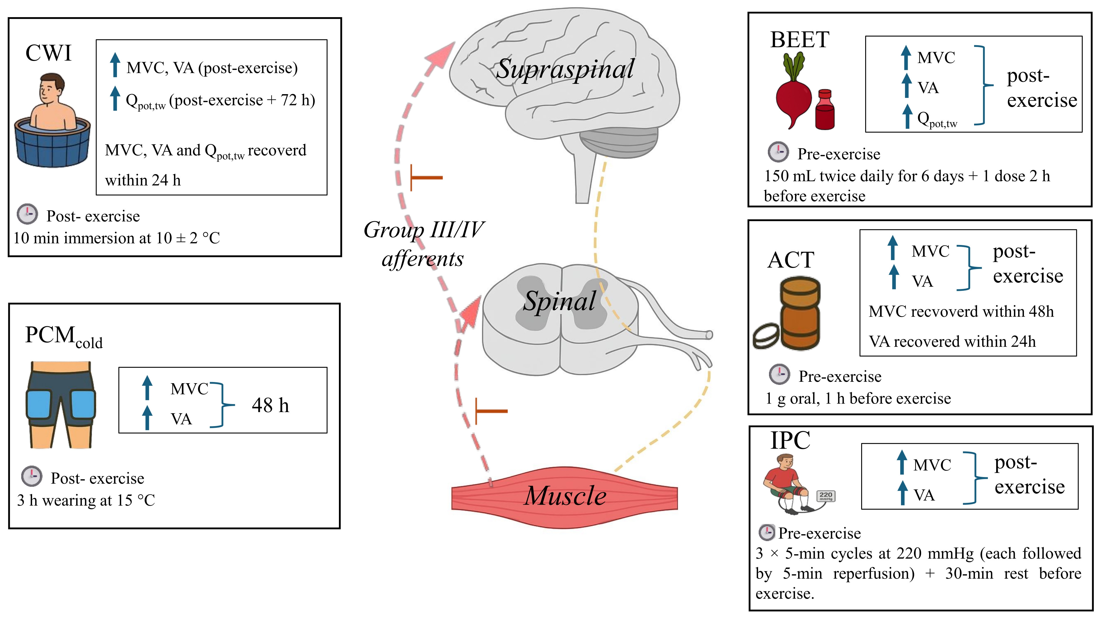 Summary of the five recommended evidence-based neuromuscular
recovery strategies in soccer. CWI: cold water immersion; PCMcold: phase
change material cooled; IPC: ischemic preconditioning; BEET: beetroot juice
supplementation; ACT: acute acetaminophen ingestion; MVC: maximal voluntary
contraction; VA: voluntary activation; Qpot,tw is the same as Qtw,pot, both representing quadriceps potentiated twitch force.
