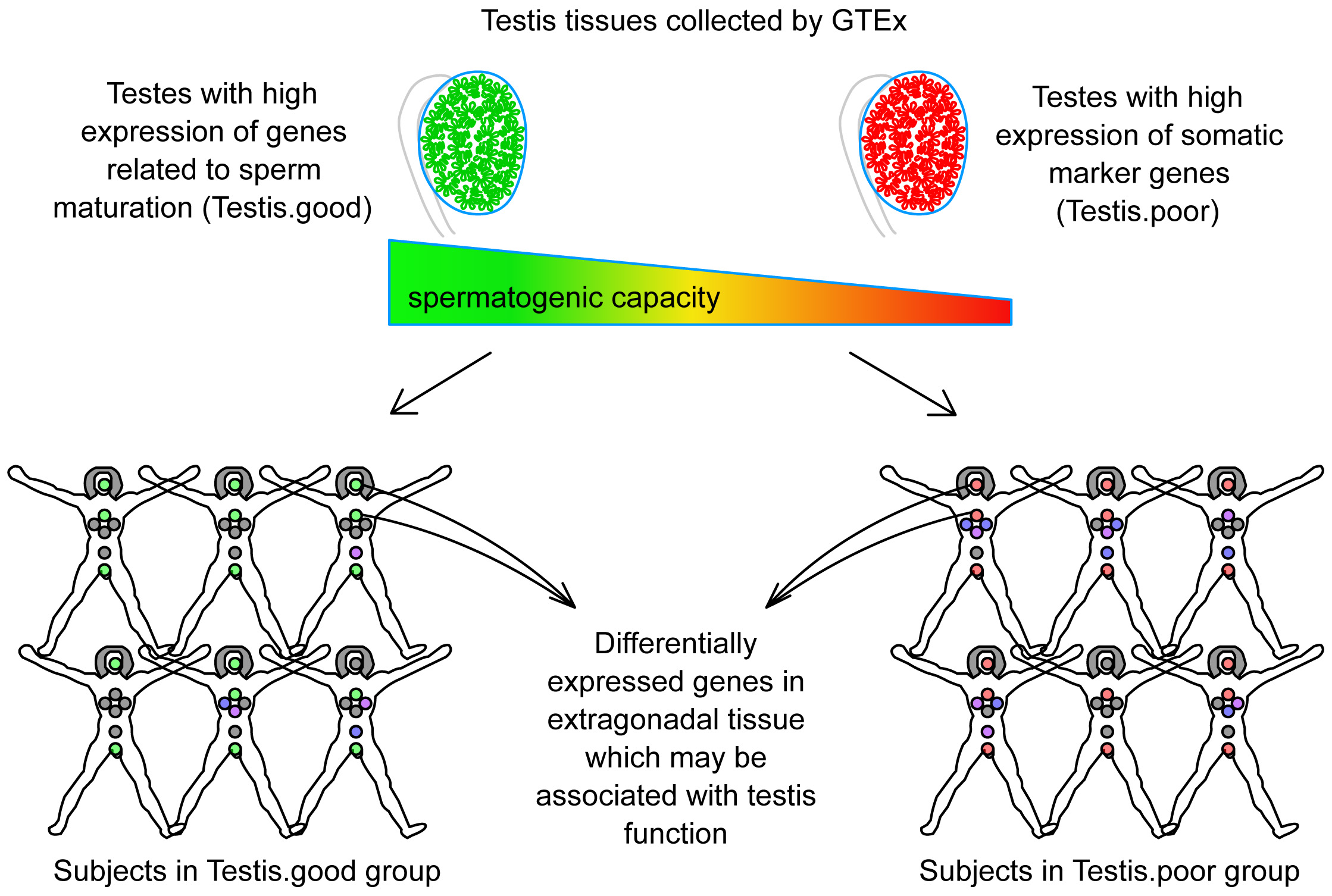 The main strategy of this study. The quality of spermatogenic
function was first evaluated based on bulk RNA-seq data from the testis. Based on
this assessment, the human subjects were divided into two groups (Testis.good and
Testis.poor). RNA differences in non-testicular tissues were then compared
between these two groups to identify which extra-testicular tissues show gene
expression patterns associated with testicular function. GTEx, Genotype-Tissue
Expression database.