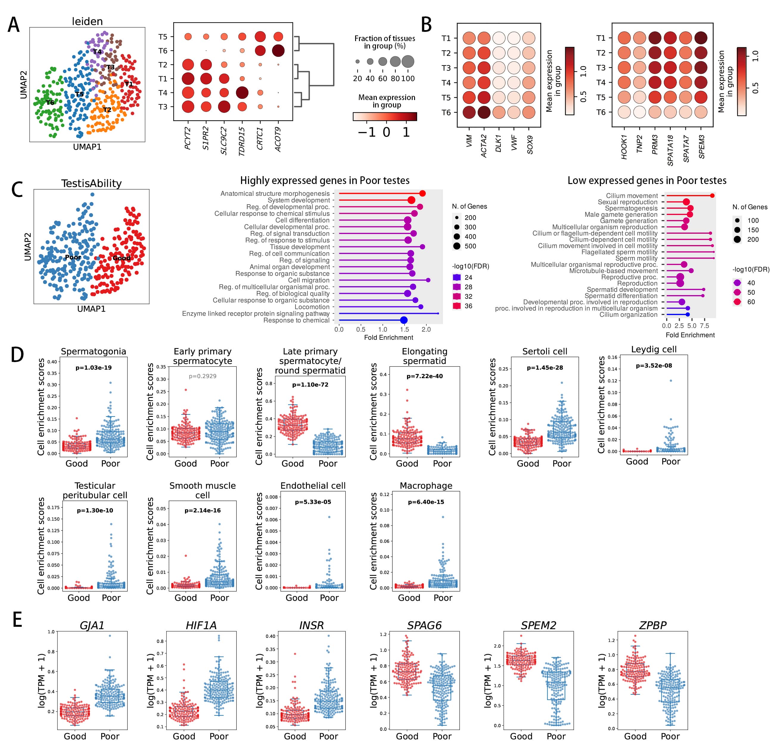 Classification of spermatogenic capacity based on testicular
transcriptomes. (A) Clustering of testes according to their gene expression
profiles. (B) The expression patterns of somatic cell marker genes and sperm
marker genes in the testis clusters. (C) Gene set enrichment analysis of
differentially expressed genes in testes exhibiting reduced spermatogenic
ability. The testes were categorized into “good” and “poor” groups based on
their spermatogenic capacity. (D) Cell type enrichment analysis of the two groups
of testes. (E) Genes that are either upregulated or downregulated in testes with
diminished spermatogenic ability. GJA1, gap junction alpha-1;
HIF1A, hypoxia-inducible factor 1-alpha; INSR, insulin
receptor; SPAG6, sperm-associated antigen 6; SPEM2, SPEM family
member 2; ZPBP, zona pellucida binding protein.