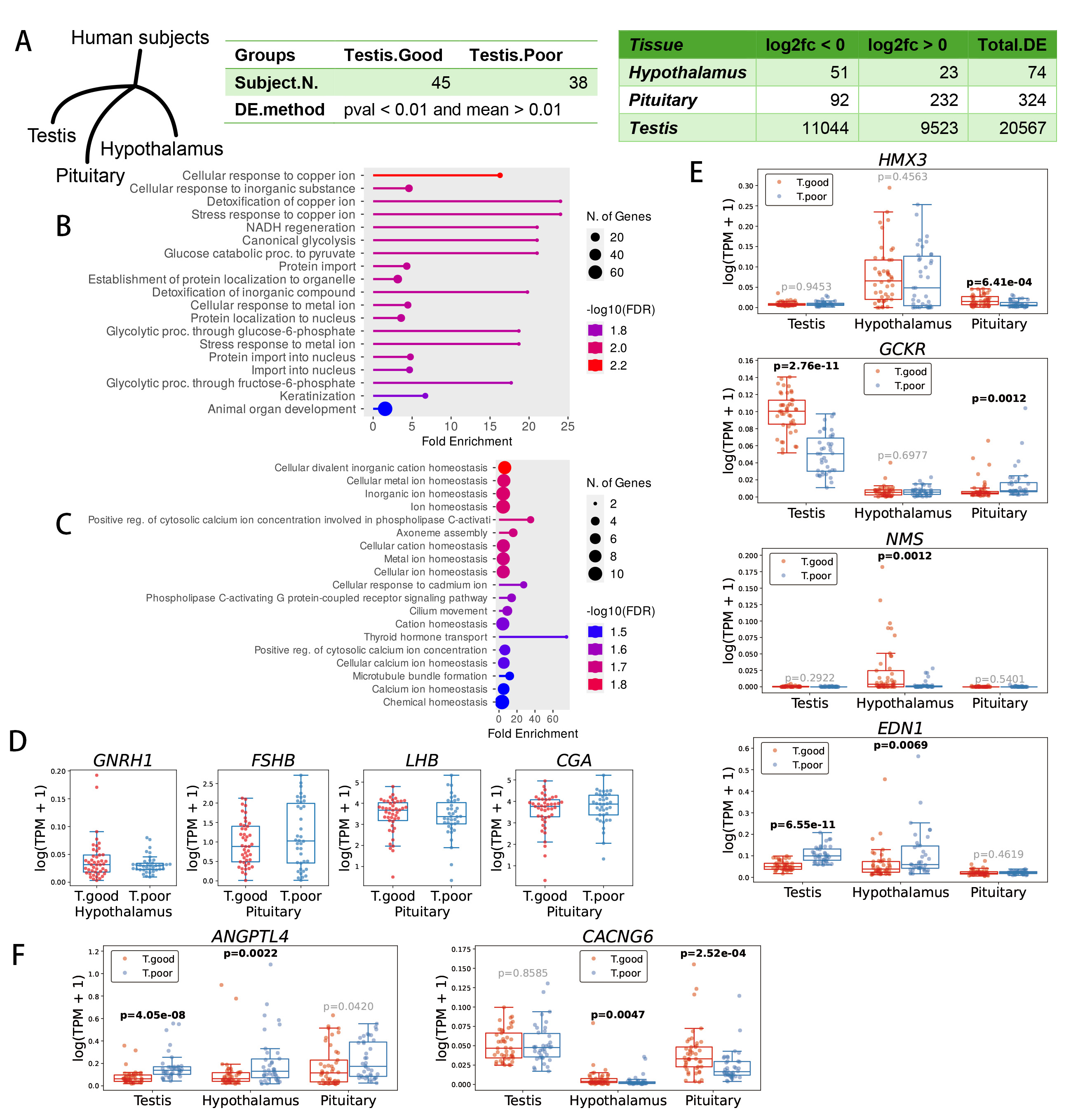 Testis-associated genes in the pituitary and hypothalamus. (A)
Differentially expressed (DE) genes in the pituitary and hypothalamus of subjects
with varying testicular spermatogenesis abilities. (B) Pathways enriched by DE
genes in the pituitary. (C) Pathways enriched by DE genes in the hypothalamus.
(D) No significant changes in the coding genes for GnRH, LH, and FSH in the
hypothalamus and pituitary of subjects with poorer testicular function. (E) Genes
that are differentially expressed in either the pituitary or hypothalamus. (F)
Genes that are differentially expressed in both the pituitary and hypothalamus.
GNRH1, progonadoliberin-1; FSHB, follitropin subunit beta;
LHB, lutropin subunit beta; CGA, glycoprotein hormones alpha
chain; ANGPTL4, angiopoietin-related protein 4; CACNG6,
voltage-dependent calcium channel gamma-6 subunit; HMX3, homeobox
protein HMX3; GCKR, glucokinase regulatory protein gene; NMS,
neuromedin-S; EDN1, endothelin-1.