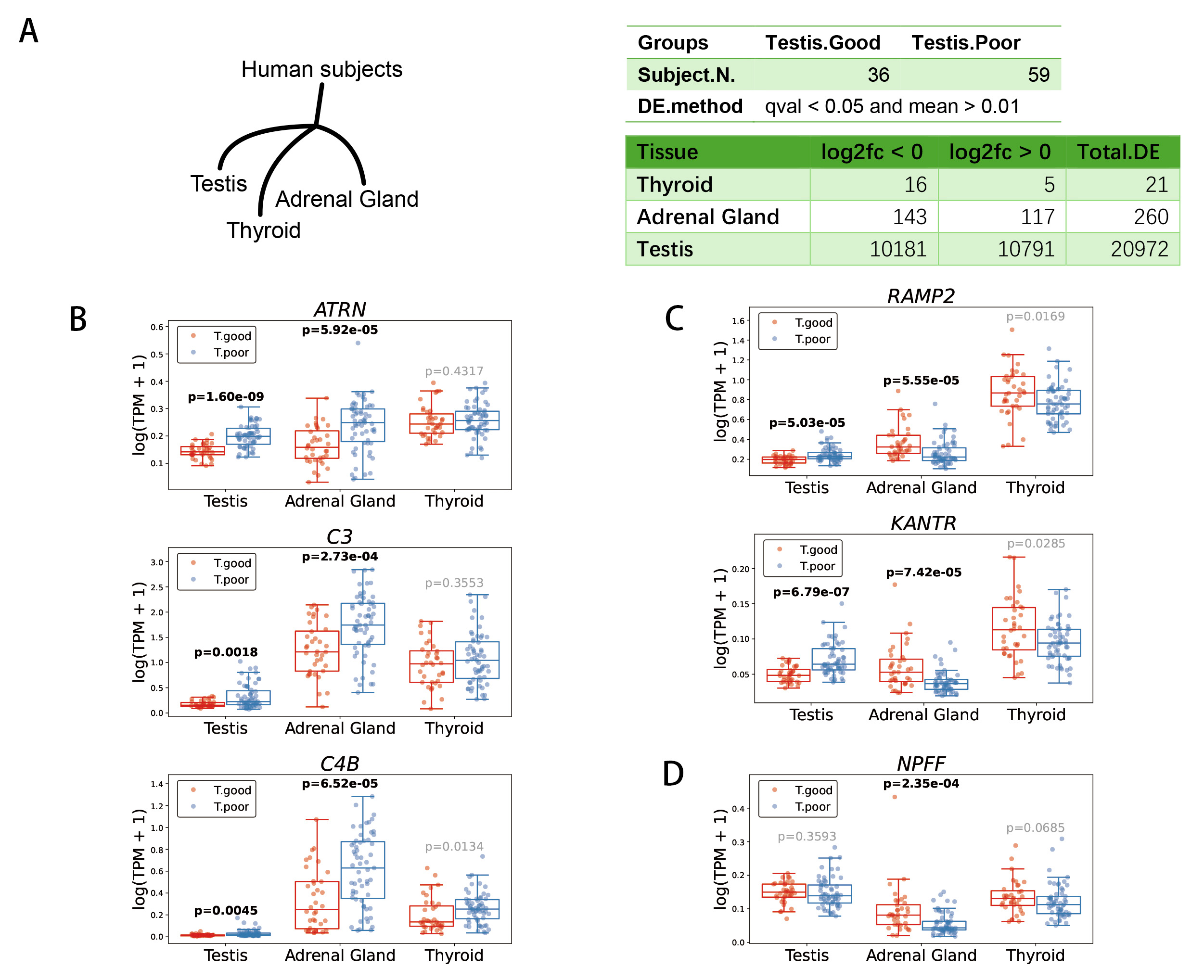 Differentially expressed genes in the adrenal and thyroid glands
associated with testicular function. (A) Differentially expressed (DE) genes in
the adrenal and thyroid glands of subjects with varying testicular spermatogenic
abilities. (B) Immune response genes were upregulated in the testis, adrenal
gland, and thyroid of subjects in the T.poor group. (C) Genes that were
downregulated in both the adrenal gland and thyroid but upregulated in the
testis. (D) The gene NPFF was downregulated in both the adrenal gland
and thyroid, with no significant change observed in the testis. ATRN,
attractin; C3, complement C3; C4B, complement C4-B;
RAMP2, receptor activity-modifying protein 2; KANTR, KANTR
integral membrane protein gene; NPFF, pro-FMRFamide-related neuropeptide
FF.
