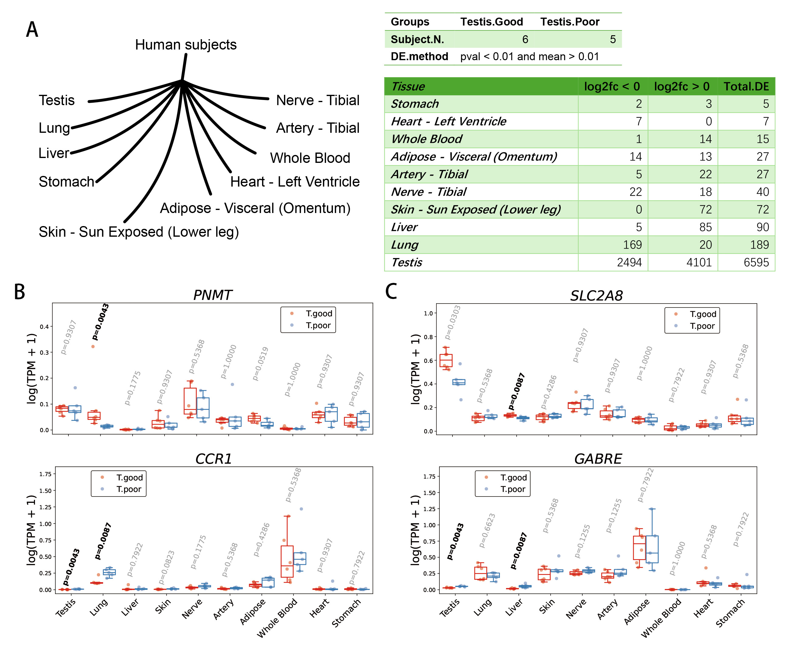 Genes in lung and other non-testicular tissues associated with
testicular function. (A) Differentially expressed (DE) genes in various
tissues/organs based on differing testicular spermatogenesis abilities. (B) Genes
that are differentially expressed in the lung. (C) Genes that are differentially
expressed in the liver. PNMT, phenylethanolamine N-methyltransferase;
CCR1, C-C chemokine receptor type 1; SLC2A8, solute carrier
family 2, facilitated glucose transporter member 8; GABRE,
gamma-aminobutyric acid receptor subunit epsilon.