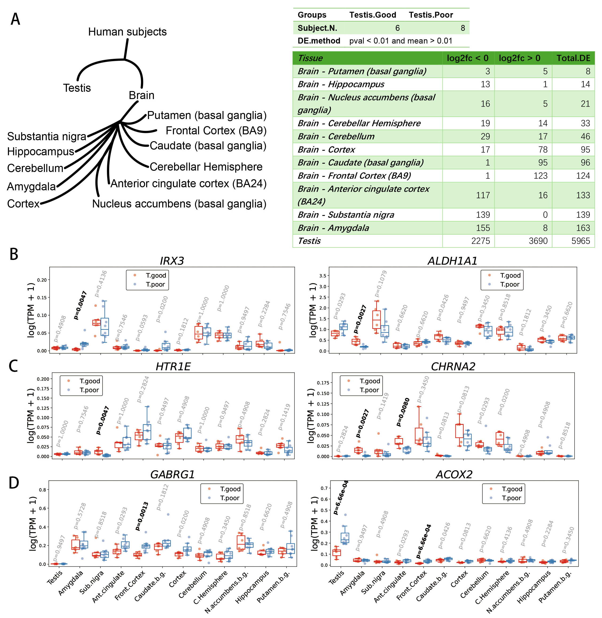 Brain regions associated with testicular spermatogenesis. (A)
Differentially expressed (DE) genes in brain regions based on varying abilities
of testicular spermatogenesis. (B) Genes that are differentially expressed in the
amygdala. (C) Genes that are differentially expressed in the substantia nigra.
(D) Genes that are differentially expressed in the anterior cingulate cortex and
frontal cortex. IRX3, iroquois-class homeodomain protein IRX-3;
ALDH1A1, aldehyde dehydrogenase 1A1; HTR1E, 5-hydroxytryptamine
receptor 1E; CHRNA2, neuronal acetylcholine receptor subunit alpha-2;
GABRG1, gamma-aminobutyric acid receptor subunit gamma-1;
ACOX2, peroxisomal acyl-coenzyme A oxidase 2.