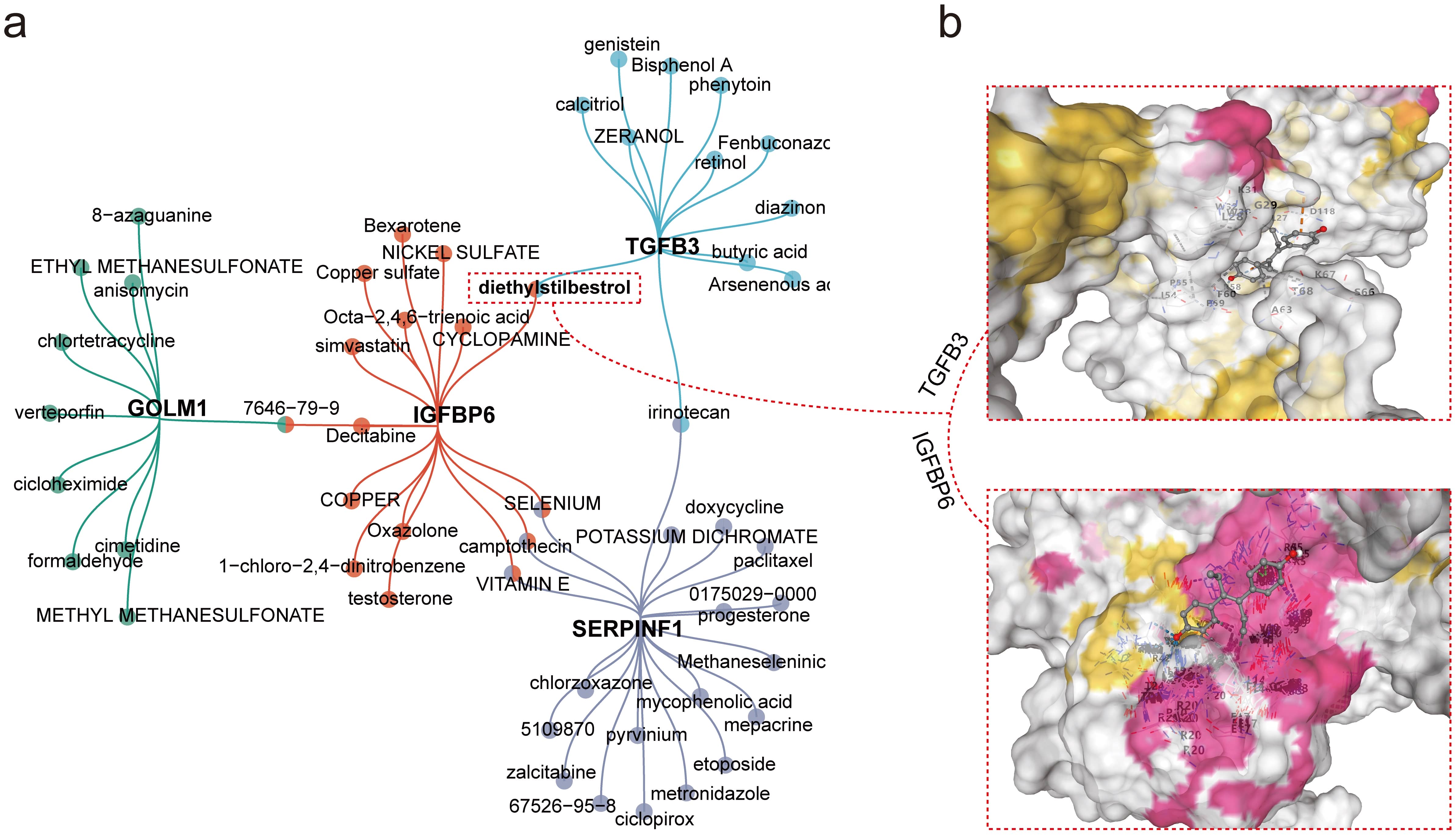 Network analysis and molecular docking with 
small molecules. (a) Interaction network of small molecules and key biomarkers. 
(b) Molecular docking results of selected small molecules with TGFB3 and IGFBP3. 
GOLM1, Golgi Membrane Protein 1; TGFB3, Transforming Growth Factor Beta 3; 
IGFBP6, Insulin-Like Growth Factor Binding Protein 6; SERPINF1, Serpin Family F 
Member 1.