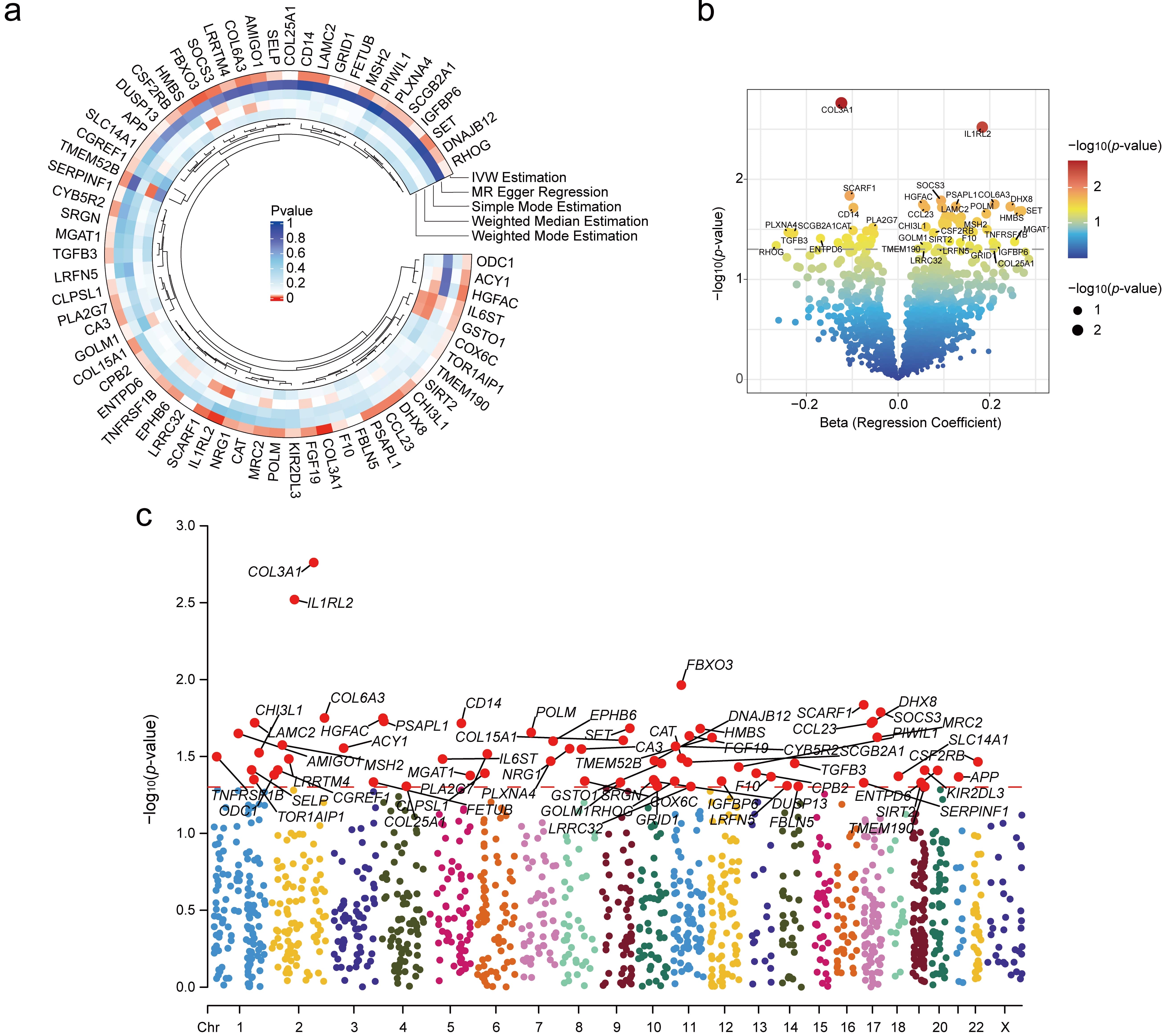 Results of MR Analysis. (a) Circular plot showing the 
p-value distribution of plasma proteins across five MR methods. Each row 
represents a protein, and each column represents a method. (b) Volcano plot 
illustrating the distribution of Beta coefficients and −log10(p-values) 
for plasma proteins. (c) Manhattan plot displaying the genomic distribution of 
significant plasma proteins. Beta, Regression Coefficient; IVW Estimation, 
Inverse Variance Weighted Estimation; MR, Mendelian Randomization; Chr, 
Chromosome.