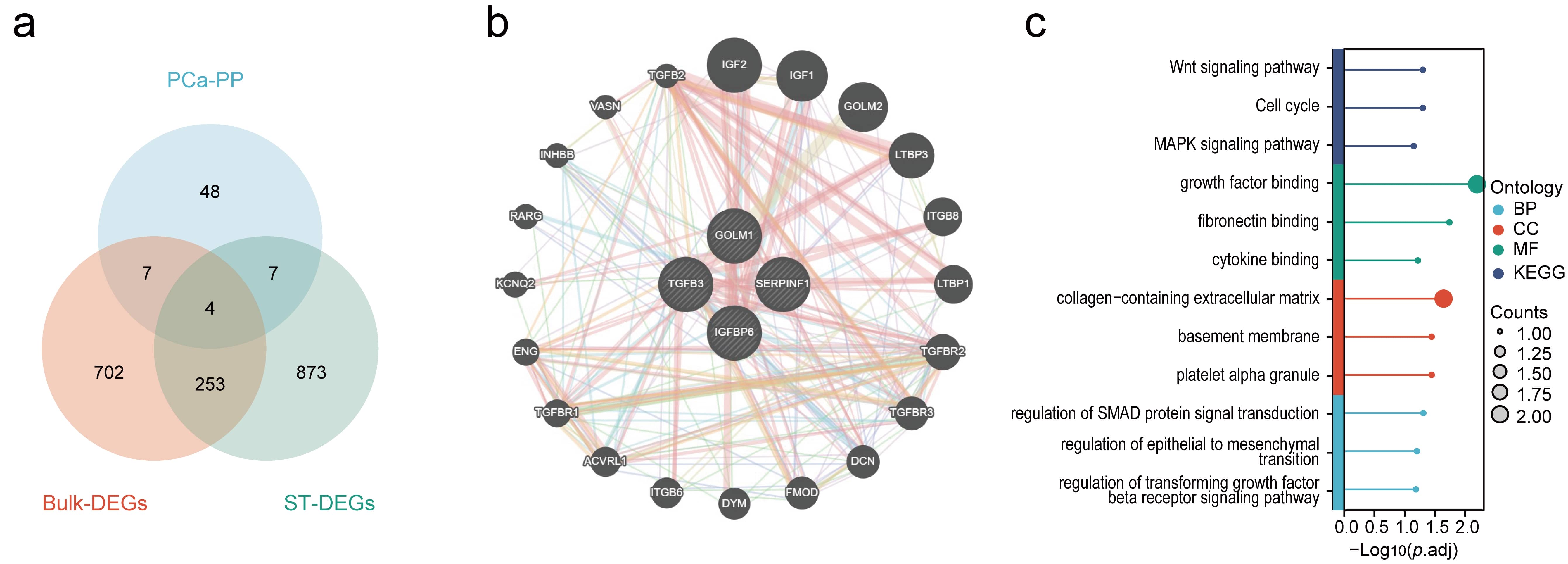 Key biomarkers identification and enrichment analysis. (a) Venn 
diagram integrating PCa-PP and DEGs to identify key biomarkers. (b) PPI network 
visualizing the interactions among the four key biomarkers and related proteins. 
(c) Results of GO and KEGG enrichment analyses of the key biomarkers, with tumor 
progression-related terms displayed. MAPK, mitogen-activated protein kinase; 
PCa-PP, prostate cancer-associated plasma proteins; ST, spatial transcriptomics; 
SMAD, mothers against decapentaplegic homolog; DEGs, differentially expressed 
genes.