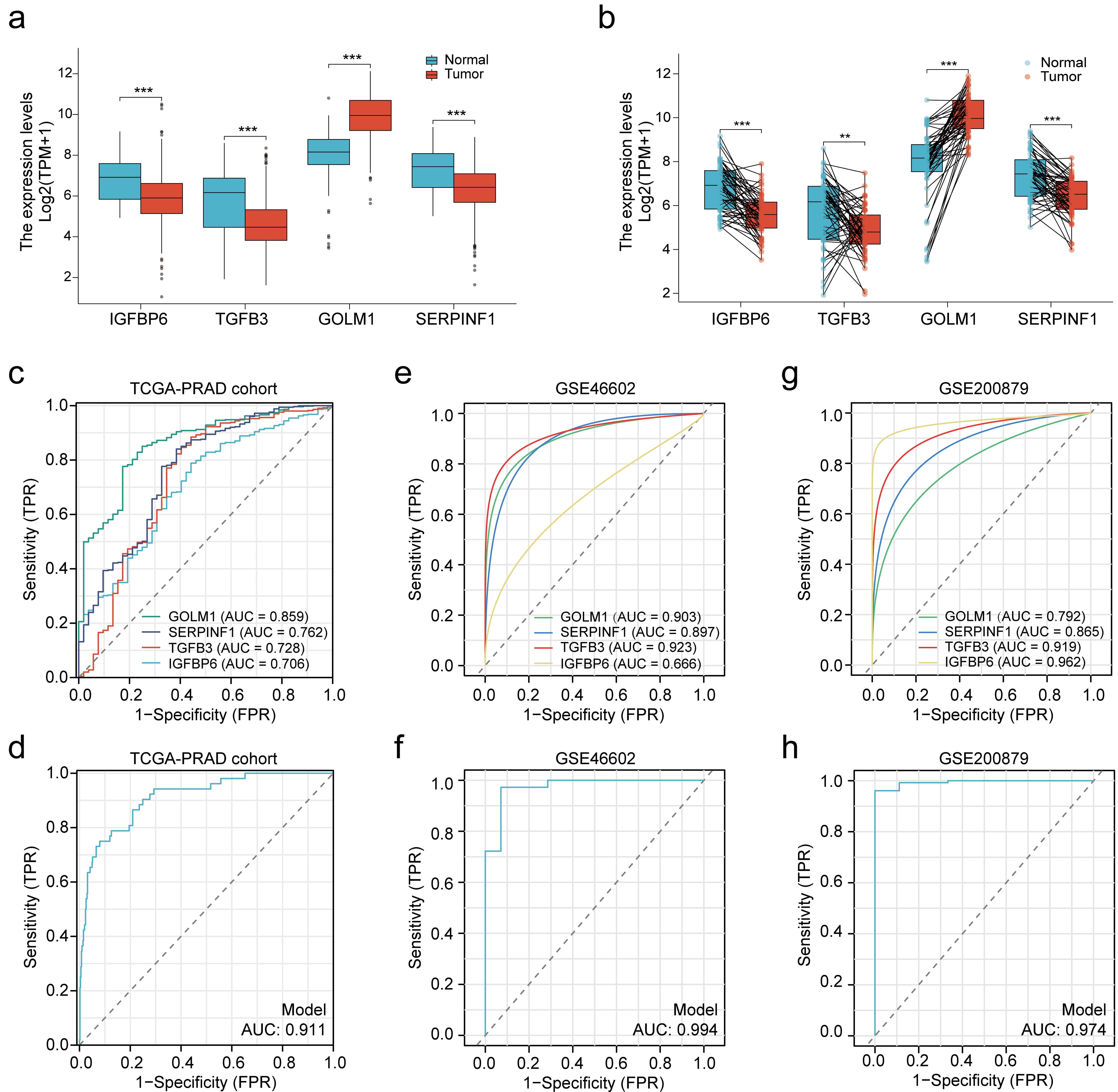 Key biomarkers expression validation and diagnostic performance 
in PCa. (a) Expression levels of key biomarkers in PCa and normal prostate 
tissues. (b) Paired sample analysis validating the differential expression of key 
biomarkers. Statistical significance is denoted by ** and *** for p < 
0.01 and p < 0.001, respectively. (c) ROC curve analysis illustrating 
the diagnostic performance of individual key biomarker in TCGA-PRAD cohort. (d) A 
combined diagnostic model integrating the four key biomarkers in TCGA-PRAD 
cohort. (e) ROC curve analysis illustrating the diagnostic performance of 
individual key biomarker in the GSE46602. (f) A combined diagnostic model 
integrating the four key biomarkers in the GSE46602. (g) ROC curve analysis 
illustrating the diagnostic performance of individual key biomarker in the 
GSE200879. (h) A combined diagnostic model integrating the four key biomarkers in 
the GSE200879. TCGA, The Cancer Genome Atlas; AUC, area under the curve; TMP, 
Tumor Microenvironment Proteins; TRP, Tumor-Related Proteins; FRP, 
Fibrosis-Related Proteins; PRAD, Prostate Adenocarcinoma; IGFBP6, Insulin-Like 
Growth Factor Binding Protein 6; TGFB3, Transforming Growth Factor Beta 3; GOLM1, 
Golgi Membrane Protein 1; SERPINF1, Serpin Family F Member 1.