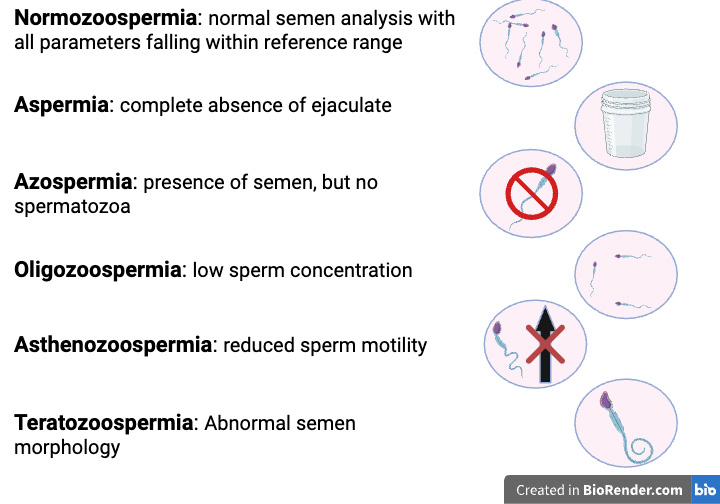 Common semen abnormalities.