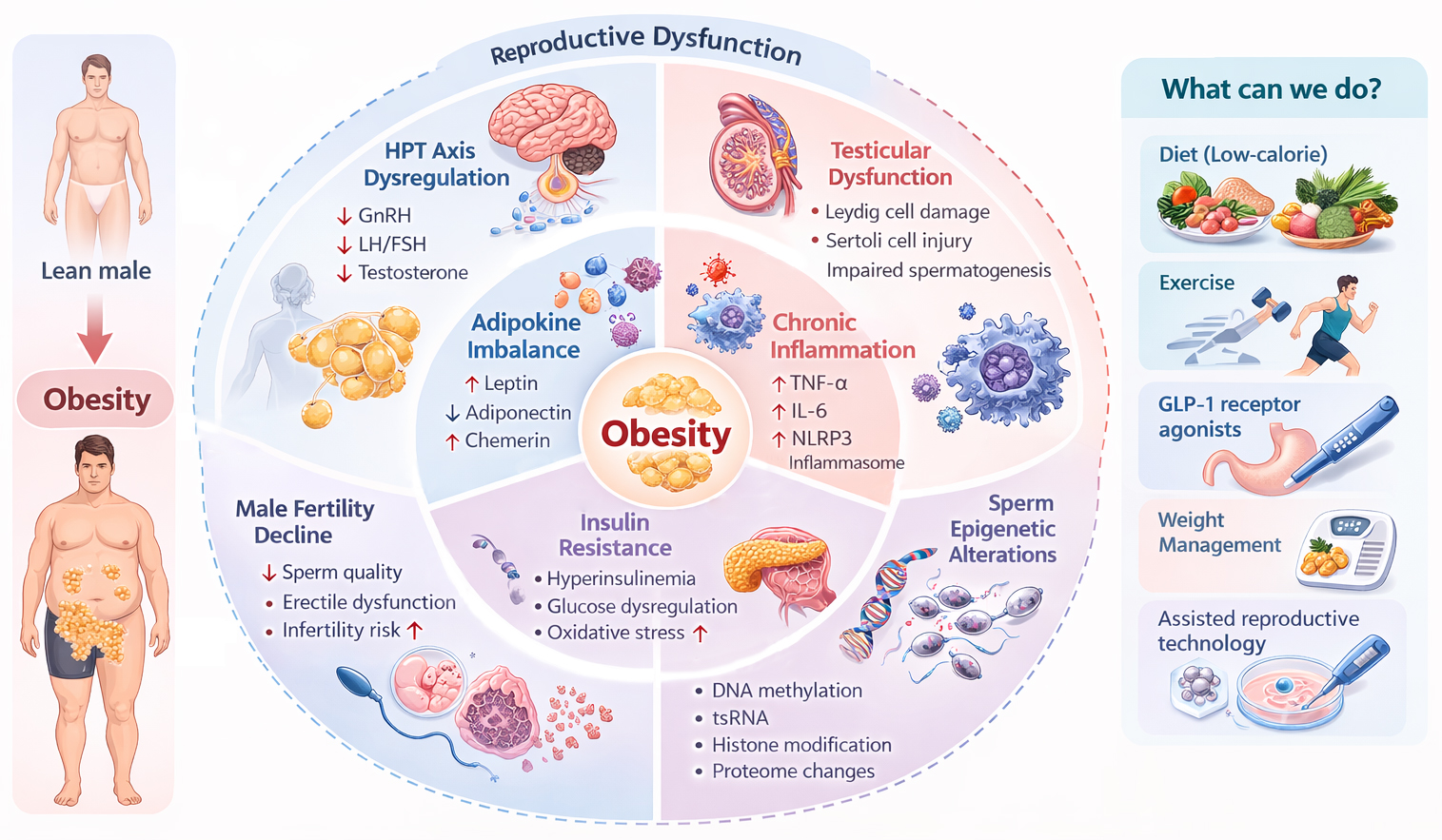 Integrated metabolic-endocrine-epigenetic framework linking
obesity and male infertility and potential interventions. Obesity induces
interconnected metabolic disturbances including adipokine dysregulation, chronic
inflammation, and insulin resistance (inner circle). These upstream mechanisms
disrupt the hypothalamic–pituitary–testicular axis, impair testicular function,
and induce sperm epigenetic alterations, ultimately contributing to male
infertility (outer circle). Lifestyle interventions, pharmacological treatments,
and assisted reproductive technologies may partially mitigate these effects.
GnRH: gonadotropin-releasing hormone; LH: luteinizing hormone; FSH:
follicle-stimulating hormone; GLP-1: Glucagon Like Peptide 1; TNF-α:
tumor necrosis factor alpha; IL-6: Interleukin-6; NLRP3: NLR family pyrin domain
containing 3.