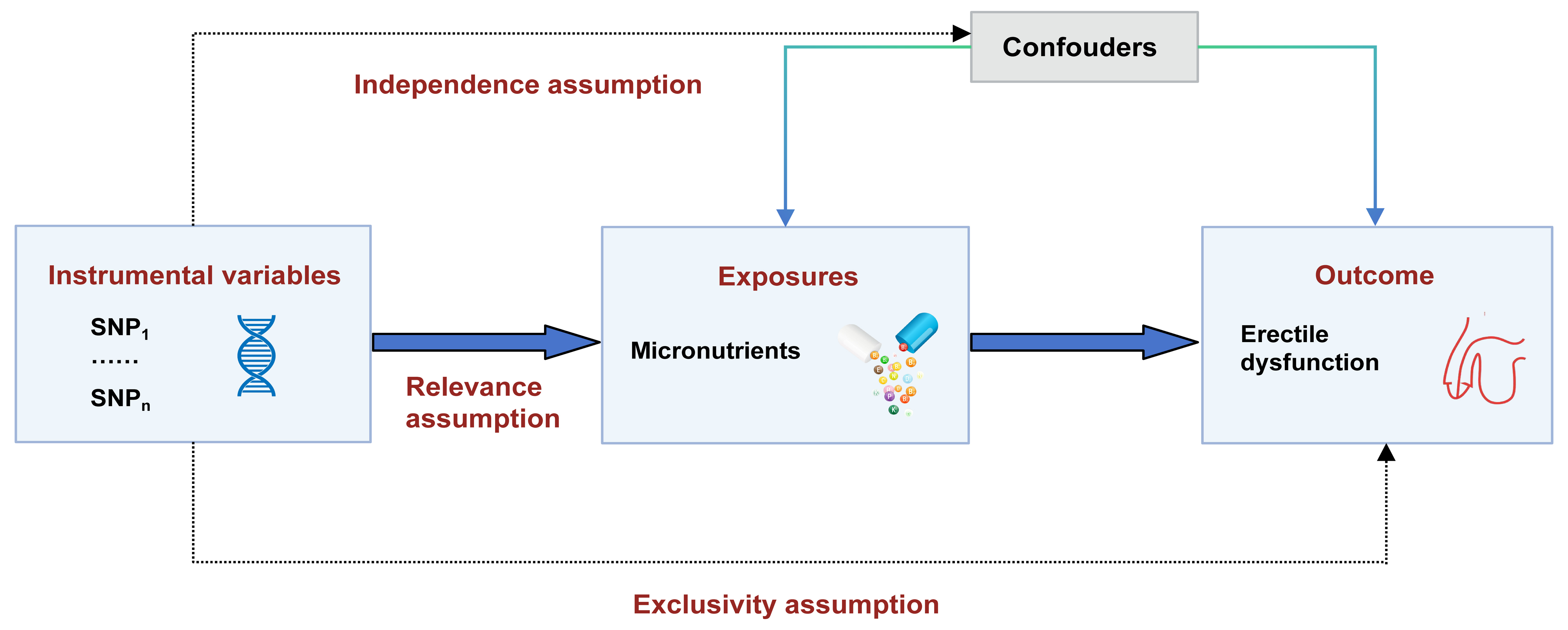 Illustration of the Mendelian randomization between 
micronutrients and erectile dysfunction. SNP: Single nucleotide polymorphism.