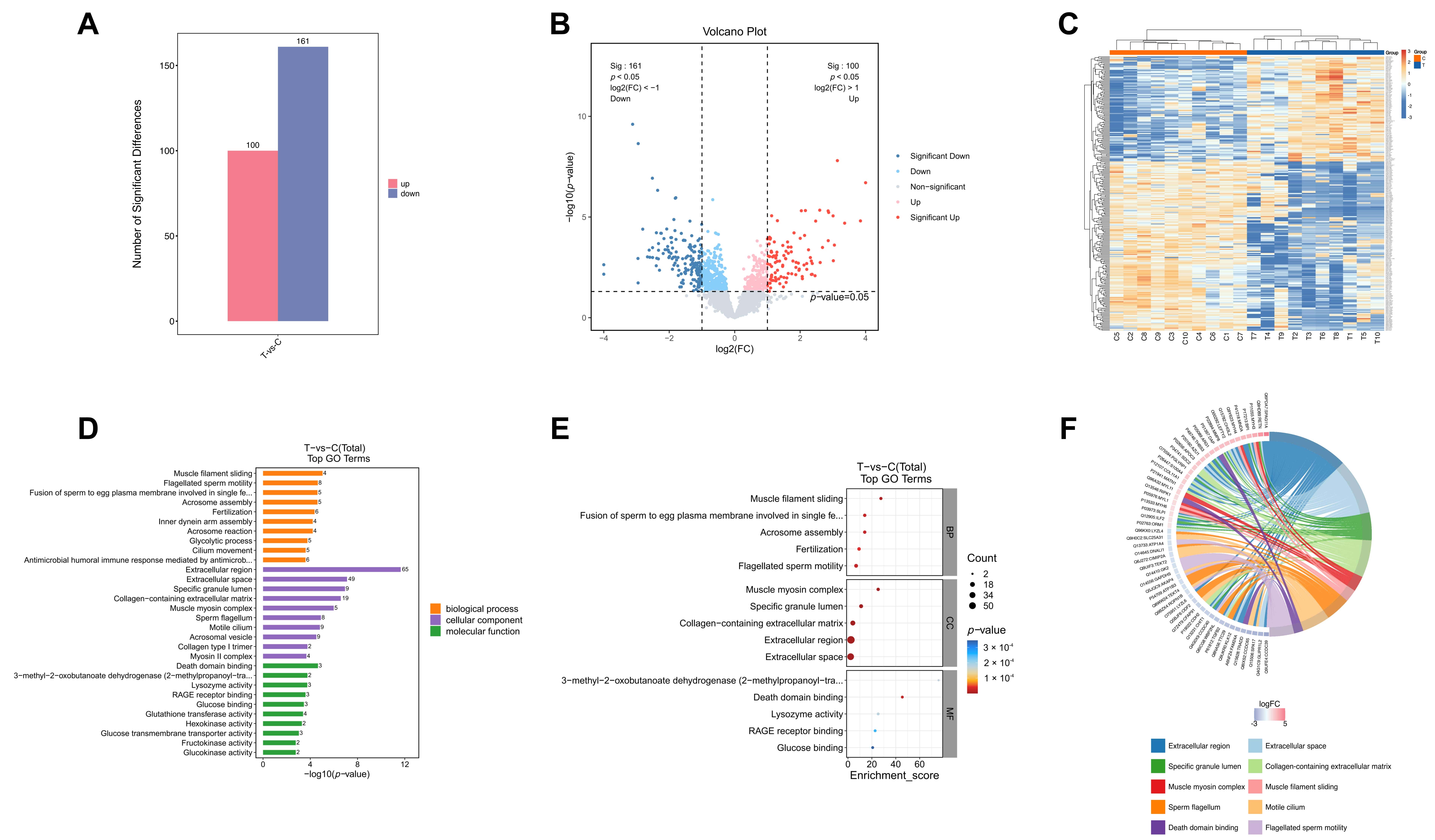 Comparative proteomic profiling reveals dysregulated
acrosome-associated pathways in asthenozoospermia. (A) Summary of differentially
expressed proteins (DEPs) between the asthenozoospermic and control groups. (B)
Volcano plot displaying the significance and magnitude of protein expression
changes. Significantly upregulated (red) and downregulated (blue) DEPs are
highlighted (p < 0.05, fold change ≥2.0 or ≤0.5). (C)
Hierarchical clustering of DEPs across samples, demonstrating distinct proteomic
signatures between the two groups. (D–F) Gene Ontology (GO) enrichment analysis
of DEPs. (D) Bar chart and (E) bubble plot of significantly enriched GO terms,
highlighting the strong association of DEPs with acrosome-related biological
processes and cellular components. (F) Chord diagram illustrating the specific
associations between key DEPs (left) and the most relevant acrosome-related GO
terms (right). FC: fold change; RAGE: receptor for advanced glycation
endproducts; BP: biological process; CC: cellular component; MF: molecular
function.